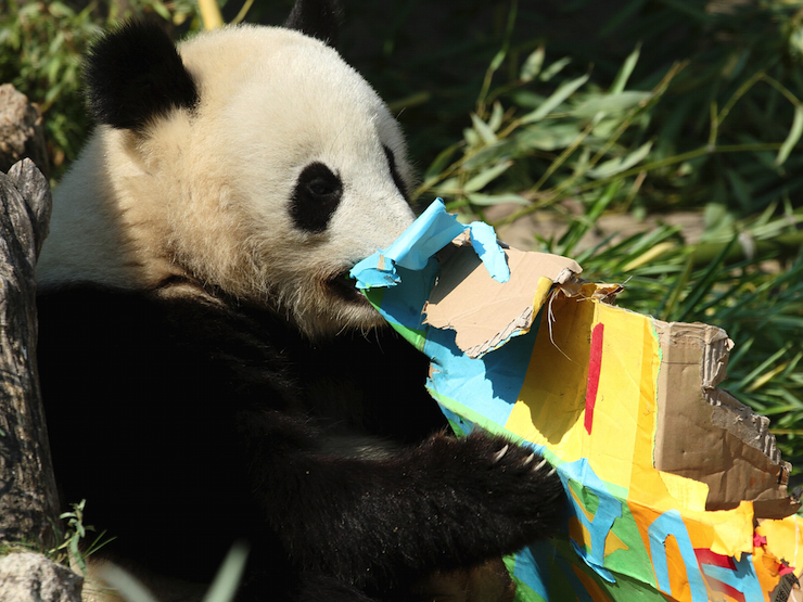 panda