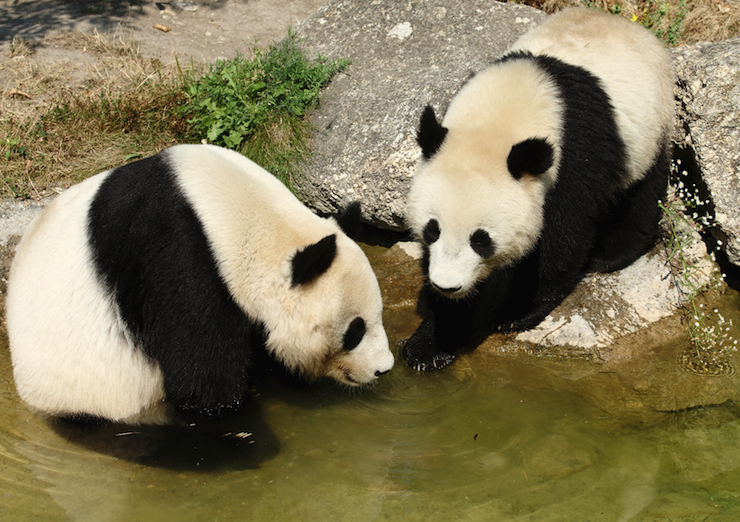 panda1