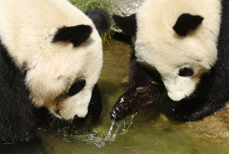 panda2