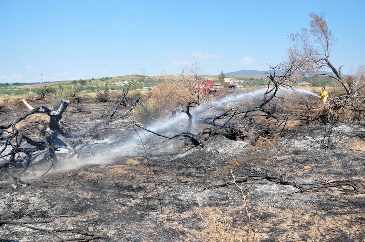 MANISA'NIN SOMA ILCESI'NE BAGLI YIRCA MAHALLES›'NDEKI KOLIN F›RMASI TARAFINDAN TERMIK SANTRAL YAPMAK ICIN KESILEN 6 BIN 666 ZEYTIN AGACININ KOKLERININ BULUNDUGU ARAZIDE YANGIN CIKTI. ALEVLER KESILEN AGACLARIN YERINE DIKILEN 100 ZEYTIN FIDANI ILE YAKINDAKI 8 DONUMLUK B›R BAHCEDEKI MEYVE AGACLARINA ZARAR VERDI.(FOTO: SERKAN OZDEMIR / SOMA, DHA)