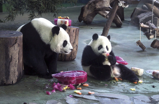 Yuan Yuan yavrusu Yuan Zai'nin birinci yaşındaki doğumgünü pastasını yerken (Fotoğraf: Huffington Post)