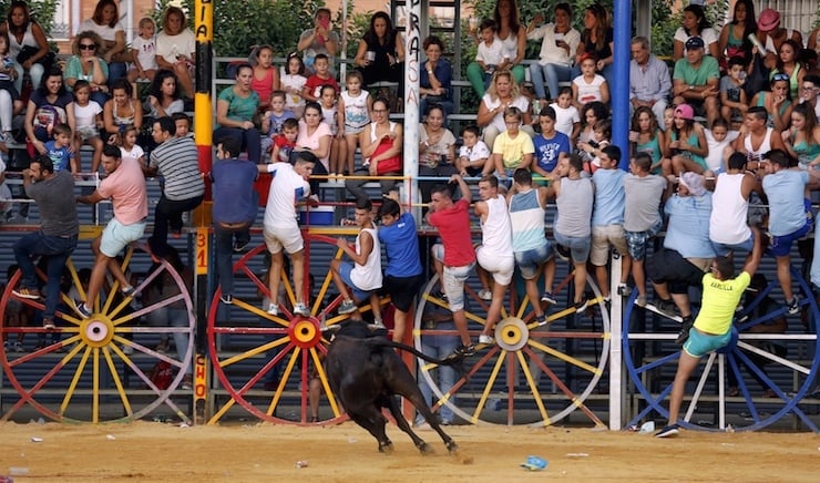 People hold onto a barrier to avoid a wild cow after a bullfight at La Algaba bullring near the Andalusian capital of Seville, southern Spain September 18, 2015. REUTERS/Marcelo del Pozo TPX IMAGES OF THE DAY