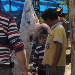 giresun kurban1