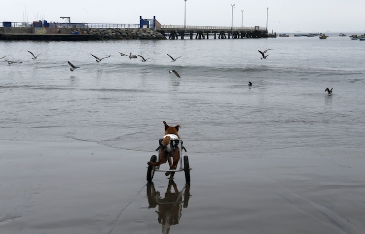 Pelusa, a paraplegic dog in a wheelchair, runs after seagulls at Pescadores beach in Chorrillos, Lima, September 7, 2015. Sara Moran has an animal shelter called Milagros Perrunos where she cares for stray dogs and shelters dogs injured from traffic accidents or domestic abuses. With donations and raffle, Moran purchases wheelchairs, food and medical treatment for the dogs at her shelter. Picture taken September 7, 2015. REUTERS/Mariana Bazo TPX IMAGES OF THE DAY