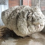 An Australian sheep is pictured before being shorn of over 40 kilograms (88.2 lbs) of wool after being found near Australia's capital city Canberra