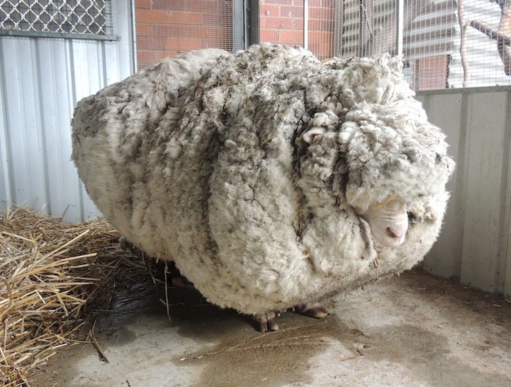 An Australian sheep, named Chris by his rescuers, is pictured before being shorn of over 40 kilograms (88.2 lbs) of wool on September 3, 2015, after being found near Australia's capital city Canberra. Unofficially the world's woolliest sheep, Chris was found near Mulligan's Flat on the northern outskirts of Canberra on Wednesday and was said to be struggling to walk under the weight of his coat. REUTERS/RSPCA/Handout via Reuters ATTENTION EDITORS - THIS PICTURE WAS PROVIDED BY A THIRD PARTY. REUTERS IS UNABLE TO INDEPENDENTLY VERIFY THE AUTHENTICITY, CONTENT, LOCATION OR DATE OF THIS IMAGE. NO SALES. NO ARCHIVES. FOR EDITORIAL USE ONLY. NOT FOR SALE FOR MARKETING OR ADVERTISING CAMPAIGNS. THIS PICTURE IS DISTRIBUTED EXACTLY AS RECEIVED BY REUTERS, AS A SERVICE TO CLIENTS TPX IMAGES OF THE DAY