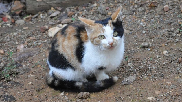 marmara kedi