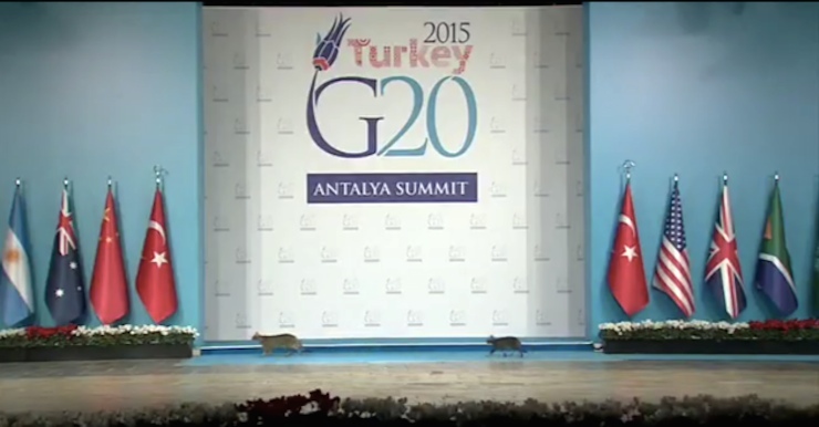 g20 kedi