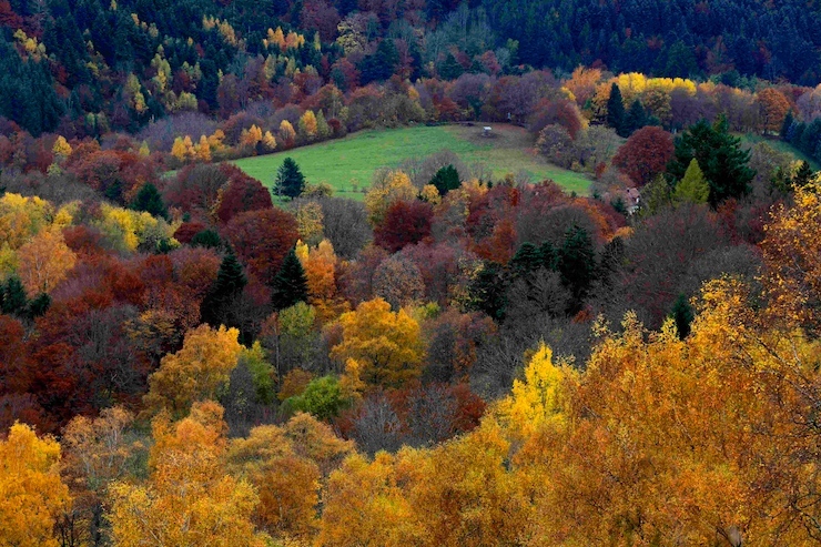 Late autumn colours in Vosges mountains mark a change in season in Rimbach