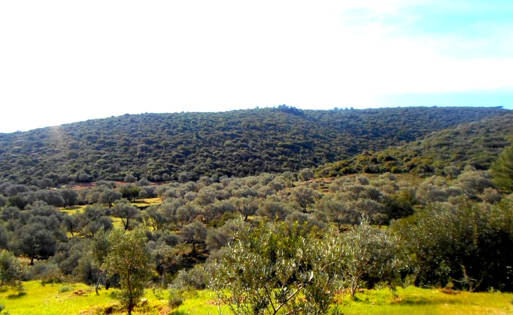 zeytinlik1