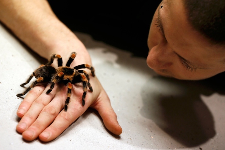 Keeper Jamie Mitchell poses with a Mexican Red-Kneed Tarantula during the stock take at London Zoo in London, Britain January 4, 2016. REUTERS/Stefan Wermuth