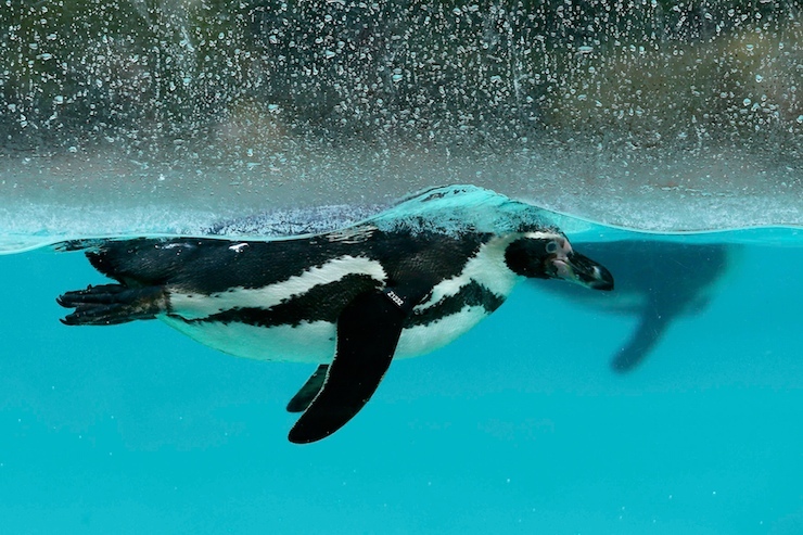 Humboldt penguins swim in their pool during the stock take at London Zoo in London, Britain January 4, 2016. REUTERS/Stefan Wermuth