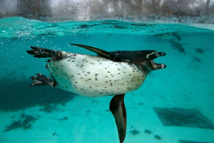 Humboldt penguins swim in their pool during the stock take at London Zoo in London, Britain January 4, 2016. REUTERS/Stefan Wermuth