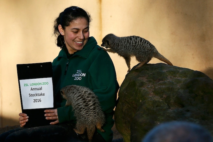 Keeper Veronica Heldt poses with Meerkats during the stock take at London Zoo in London, Britain January 4, 2016. REUTERS/Stefan Wermuth