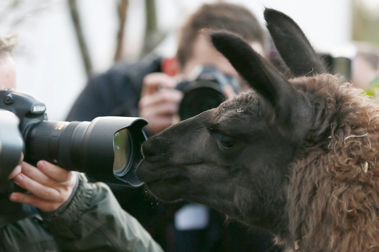 A llama looks at a photographers lens during the stock take at London Zoo in London, Britain January 4, 2016. REUTERS/Stefan Wermuth