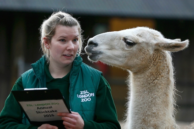 Keeper Jessica Jones poses with a Llama during the stock take at London Zoo in London, Britain January 4, 2016. REUTERS/Stefan Wermuth