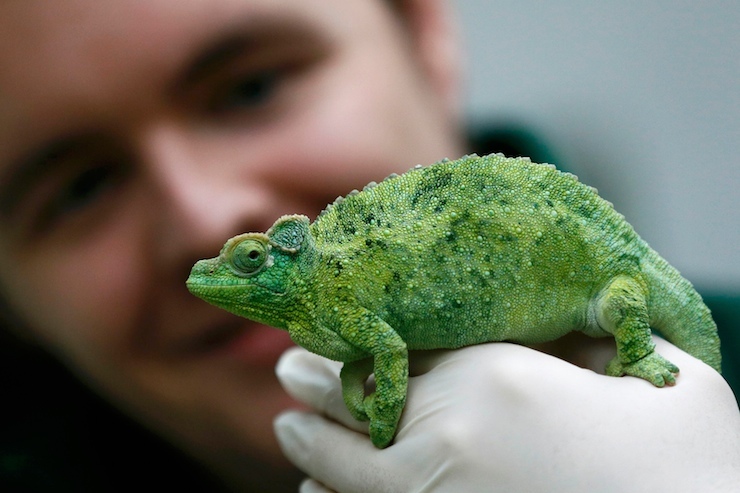 Keeper Luke Harding poses with a Jackson's chameleon during the stock take at London Zoo in London, Britain January 4, 2016. REUTERS/Stefan Wermuth
