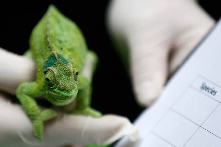 Keeper Luke Harding poses with a Jackson's chameleon during the stock take at London Zoo in London, Britain January 4, 2016. REUTERS/Stefan Wermuth