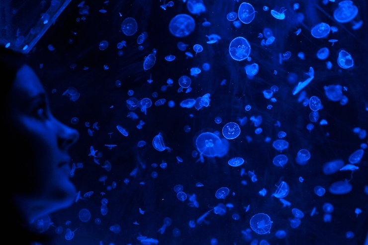 Keeper Collette Gibbings look at a tank full of Moon Jellyfish during the stock take at London Zoo in London, Britain January 4, 2016. REUTERS/Stefan Wermuth