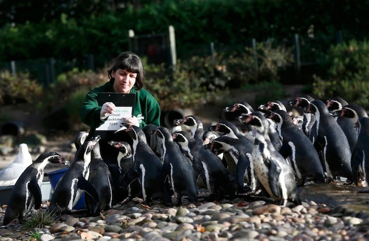 Keeper Janet Abreu counts Humboldt penguins during a photocall at London Zoo in London, Britain January 4, 2016. REUTERS/Stefan Wermuth