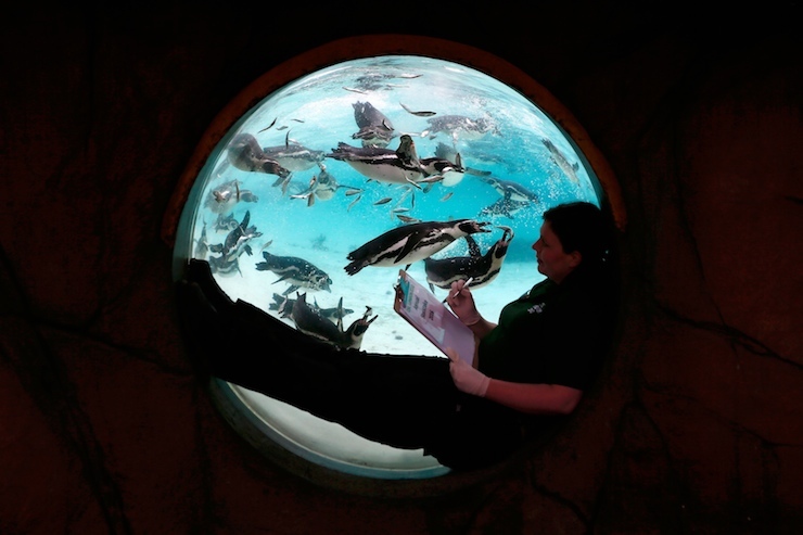 A zoo worker counts Humboldt penguins during a photocall at London Zoo in London, Britain January 4, 2016. REUTERS/Stefan Wermuth