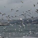 Men feed seagulls by the Bosphorus in Istanbul