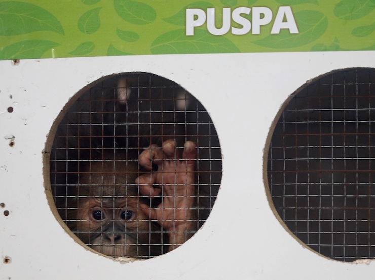 One-year-old orangutan named Puspa looks behind a cage in Jakarta