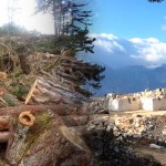 sedir ormanlari kapak2