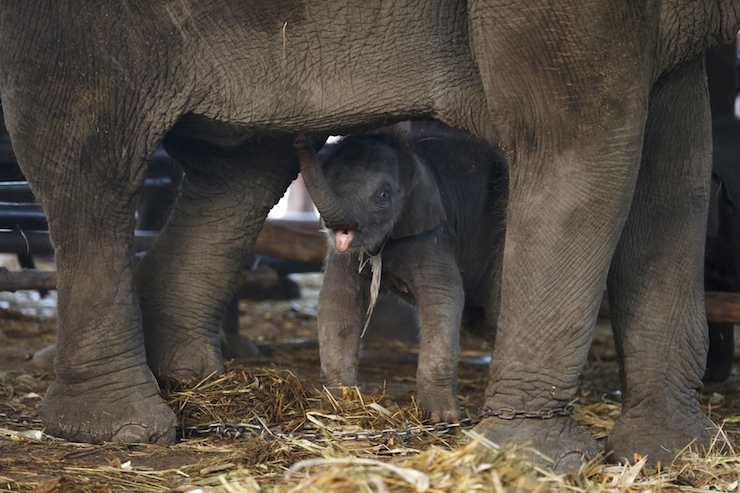 A baby elephant stands under her mother during Thailand's national elephant day celebration in the ancient city of Ayutthaya