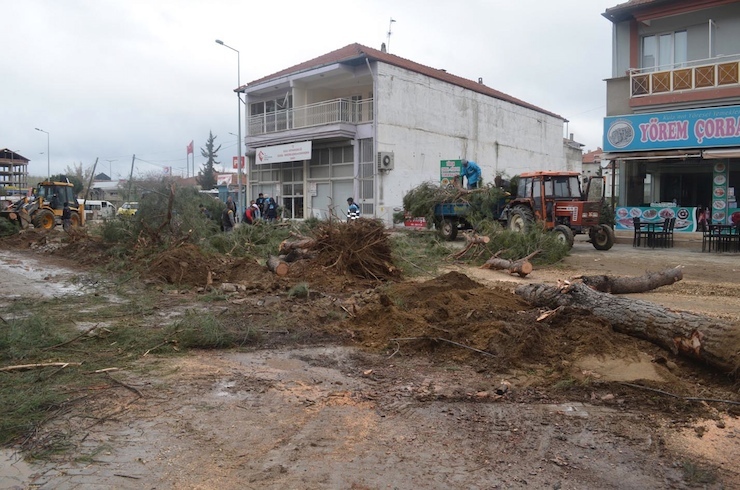 MANISA'NIN KULA ILCESI'NDE, BELEDIYE TARAFINDAN YAPILAN PEYZAJ VE CEVRE DUZENLEMESI KAPSAMINDA YUNUS EMRE CADDESI'NDEKI HERBIRI YARIM ASIRLIK 59 CAM AGACI BELEDIYE EKIPLERI TARAFINDAN KESILDI.(FOTO: KULA / DHA)