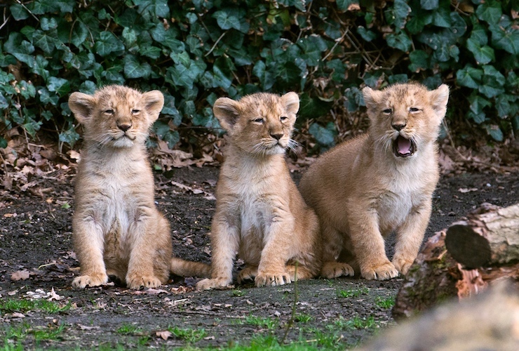 Three Asian lion cubs, born on January 25, 2016, are seen while presented to the public at the Planckendael Park in Mechelen, Belgium March 30, 2016. REUTERS/Yves Herman