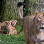 Three Asian lion cubs are seen behind their mother Lorena while being presented to the public at the Planckendael Park in Mechelen