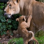 An Asian lion cub, born on January 25, 2016, plays with his mother Lorena while being presented to the public at the Planckendael Park in Mechelen
