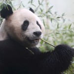 Tian Tian, a giant panda eats bamboo in the outdoor enclosure at Edinburgh Zoo ,Scotland