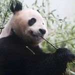 Tian Tian, a giant panda eats bamboo in the outdoor enclosure at Edinburgh Zoo ,Scotland