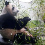 Tian Tian, a giant panda eats bamboo in the outdoor enclosure at Edinburgh Zoo ,Scotland