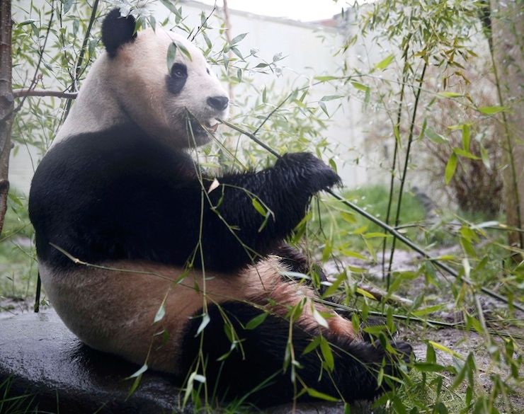 Tian Tian, a giant panda eats bamboo in the outdoor enclosure at Edinburgh Zoo ,Scotland