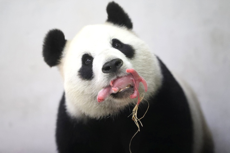 panda