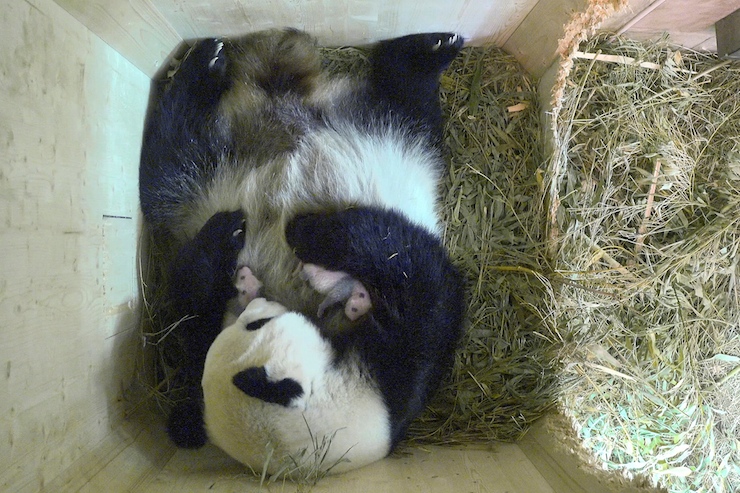panda
