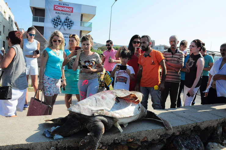 caretta-caretta-izmir