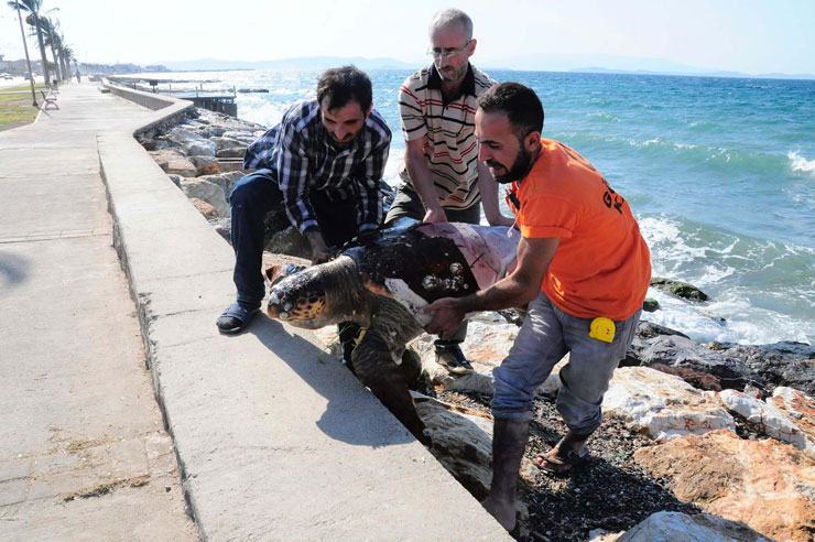 caretta-caretta-izmir2