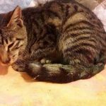 kedi-tecavuz