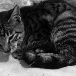 kedi-tecavuz-sb