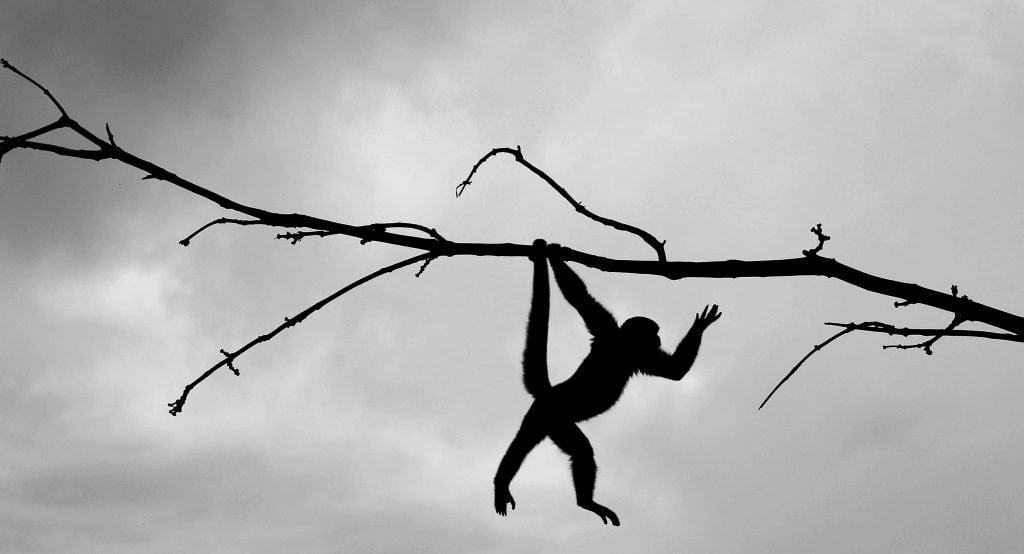 A squirrel monkey (Saimiri sciureus) at the Natural Park in Nueva Loja