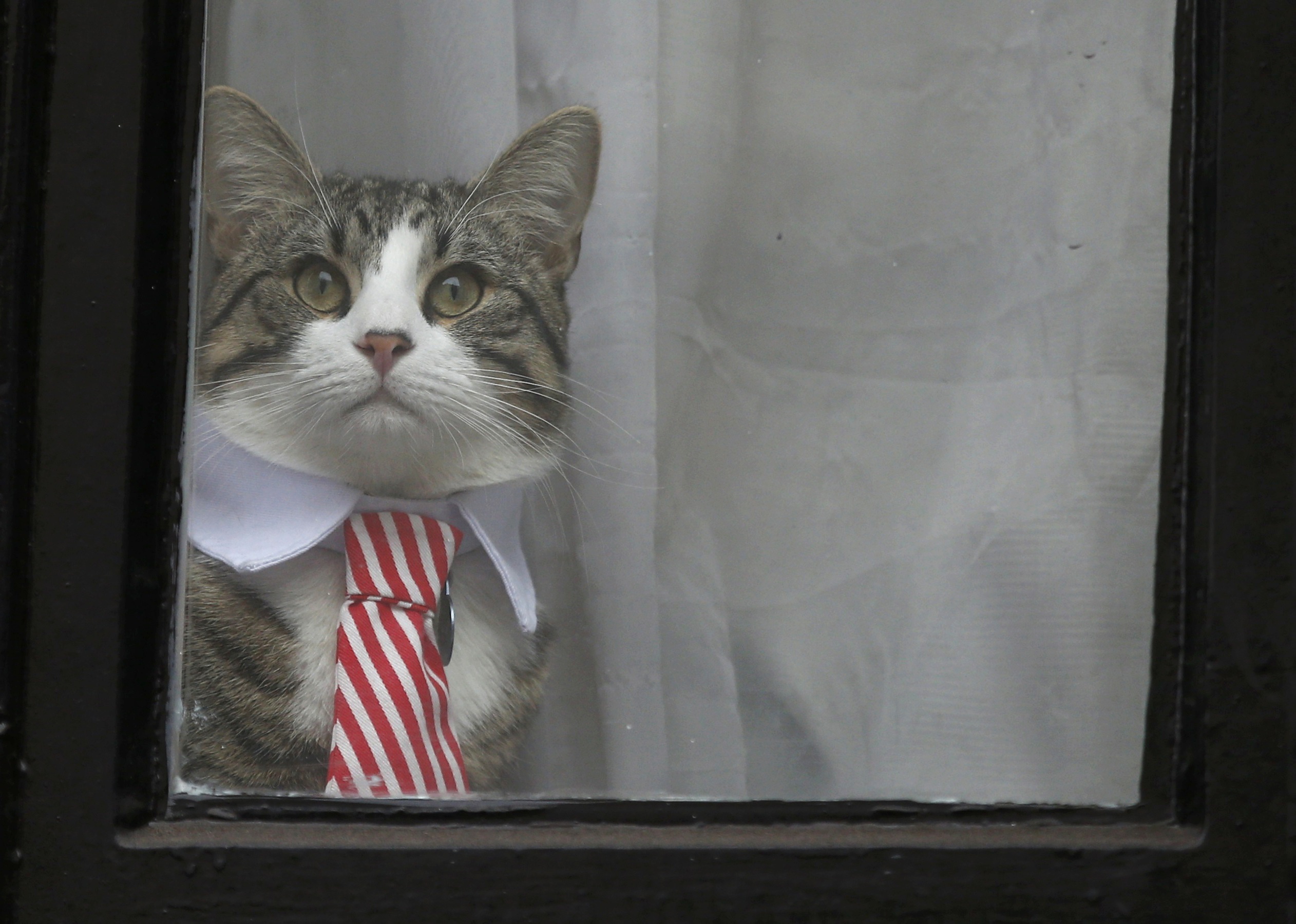 Julian Assange's cat sits at the window of Ecuador's embassy as prosecutor Ingrid Isgren from Sweden interviews Assange in London