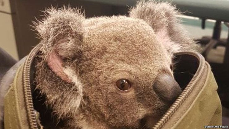 koala1