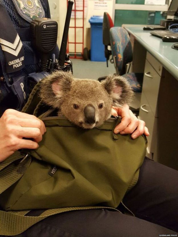 koala2
