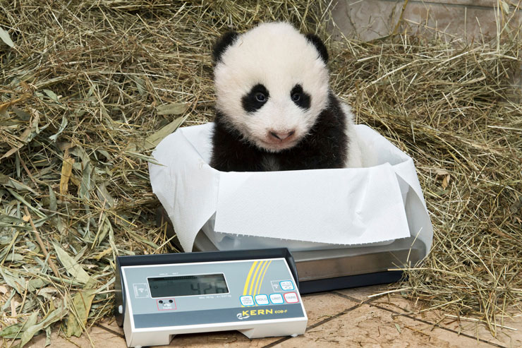 panda