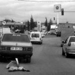 tekirdag-kopek-sb