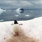 aquaflorya-penguen